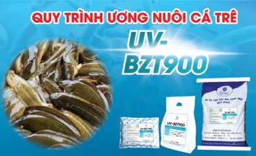 Quy trình ương nuôi cá trê