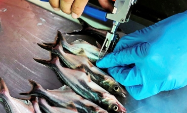 Những tiến bộ trong Vaccine phòng ngừa Vibrio spp. trên cá