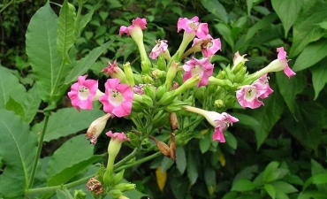 Ứng dụng cây thuốc lá trong vận chuyển cá giống