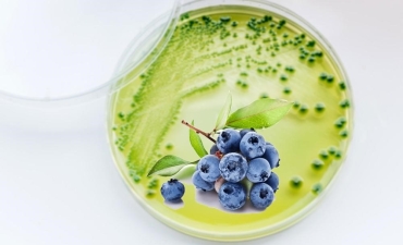 Tiêu diệt mầm bệnh nguy hiểm trên tôm bằng quả việt quất