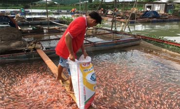 Vĩnh Long: 9 tháng đầu năm, diện tích nuôi tăng nhưng sản lượng nuôi giảm