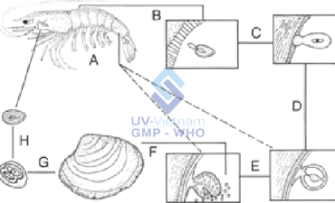 Một số bệnh kí sinh trùng thường gặp trên tôm nuôi