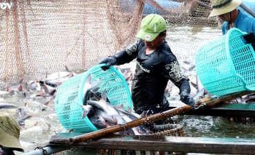 Giá thịt heo cao, sao không chọn cá tra vừa ngon, bổ, rẻ vừa dễ ăn?
