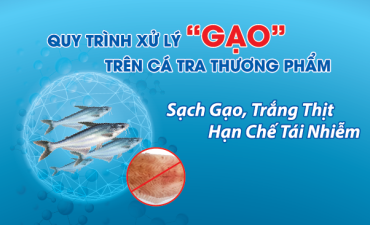 Quy trình xử lý “Gạo”  trong nuôi cá tra thương phẩm