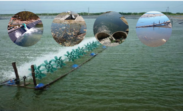 Phương pháp xử lý nước thải ao nuôi thủy sản