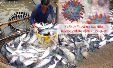 Xuất khẩu cá tra lao dốc: Lỗi không phải chỉ do dịch COVID-19!