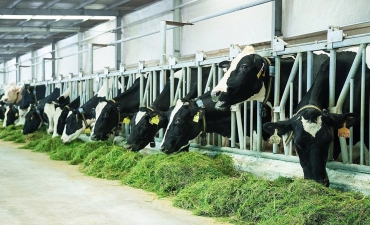 Phát thải trong chăn nuôi: Thay đổi góc nhìn khách quan và toàn diện hơn