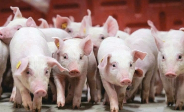 Để heo con có bộ lông bóng mượt và làn da hồng hào