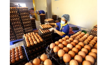 Đông Nam Bộ: Trứng gà tăng giá mạnh