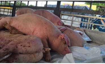 Người chăn nuôi trắng tay vì dịch tả lợn châu Phi bùng phát