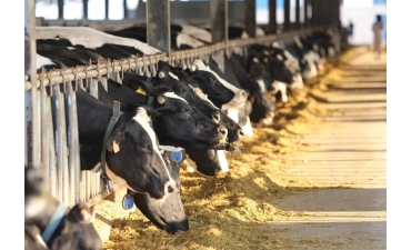 Khuyến khích chăn nuôi bò sữa nội địa, siết chặt sữa nhập khẩu