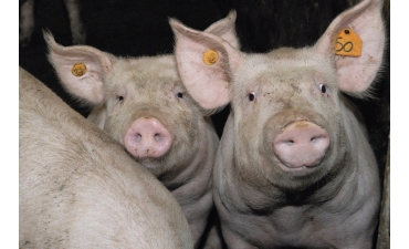 Người nuôi lợn mất ngủ vì áp lực dịch bệnh