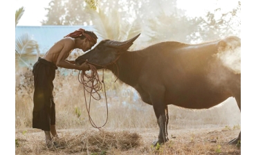 Trâu lên giá, người chăn nuôi phấn khởi