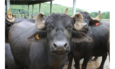 Ấn Độ là thị trường cung cấp thịt lớn nhất cho Việt Nam