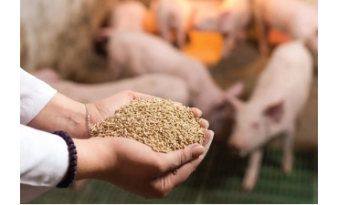 Bộ NN&MT đề xuất điều chỉnh thuế VAT với thức ăn, giống và sản phẩm chăn nuôi