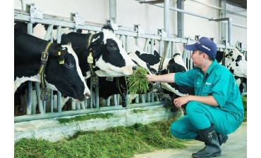 Tìm hướng đi bền vững cho ngành chăn nuôi bò thịt Việt Nam