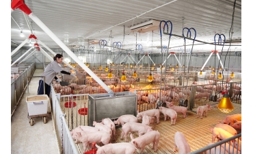 Phát triển kinh tế trang trại chăn nuôi: Hiệu quả, ít rủi ro