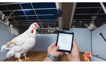 Robot thông minh tiến vào ngành trứng