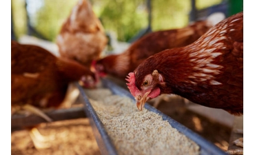 Phát hiện một ổ dịch cúm gia cầm A (H5N1) ở Đắk Lắk