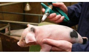 Sử dụng Vaccine trong chăn nuôi: Tự tin vượt dịch