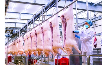 Giữ tổng đàn 31 triệu con, không lo thiếu thịt heo dịp tết