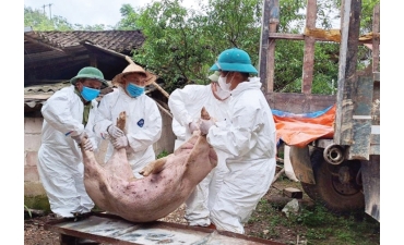 Những điểm sáng trong phòng, chống dịch tả lợn Châu Phi