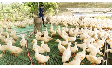Nuôi vịt trên sàn lưới, rút ngắn thời gian, hạn chế dịch bệnh