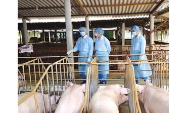 Cải tiến an toàn sinh học trước các rủi ro mới