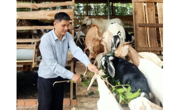 Giá dê tăng cao, nông dân ĐBSCL mạnh dạn tái đàn