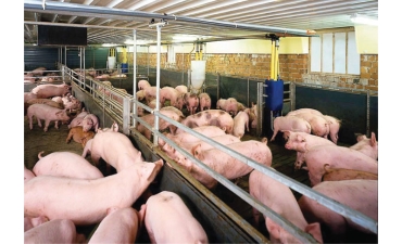 Thị trường lợn năm 2025: “Phép thử” cho nông hộ và doanh nghiệp chăn nuôi