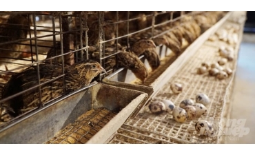 Hiệu quả kinh tế từ mô hình nuôi chim cút thương phẩm