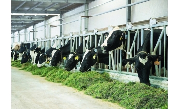 Phát thải trong chăn nuôi: Thay đổi góc nhìn khách quan và toàn diện hơn