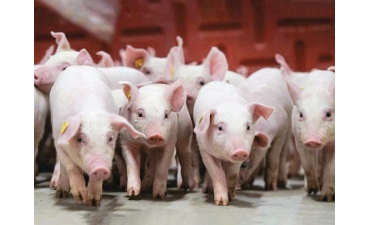 Để heo con có bộ lông bóng mượt và làn da hồng hào