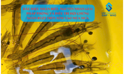 Giải Pháp Phòng Và Điều Trị Hội Chứng Xoắn Ruột Trên Tôm Vào Mùa Mưa