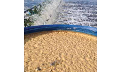 Mô hình vi sinh trong ao nuôi cá tra